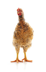 One brown chicken.