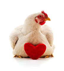Chicken with toy heart.