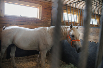 A calm white horse stands in its stall, partially visible through wooden bars, showcasing its...