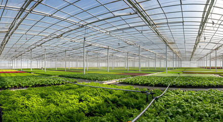 Expansive modern greenhouse with thriving green crops and advanced irrigation system.
