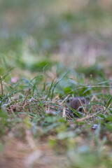 Little mouse peeking through the grass.

