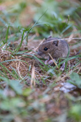 Little mouse peeking through the grass.
