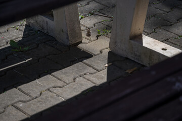 Small grey mouse on interlocking pavement with grass.
