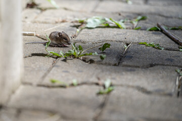 Small grey mouse on interlocking pavement with grass.
