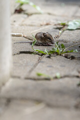Small grey mouse on interlocking pavement with grass.
