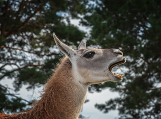 Cute and curious llama in the wild