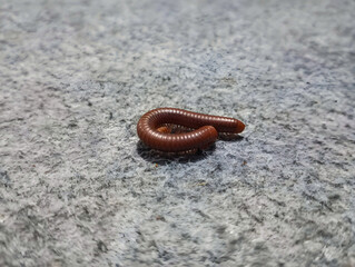 worm on the ground