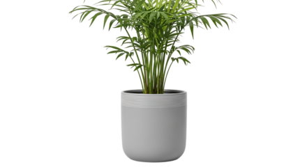 An areca palm in a stylish gray pot isolated on transparent background, bringing a touch of natural elegance and airpurifying benefits to any indoor space with its lush greenery