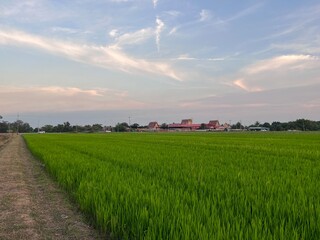 Green farmland and countryside scenery ,  Lush green rice cultivation areas