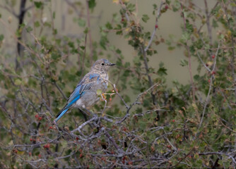 Mountain Bluebird
