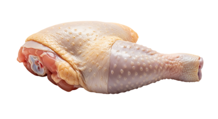 Fresh raw chicken leg isolated on transparent background, showcasing the skin and meat, perfect for culinary preparation and providing a healthy source of protein