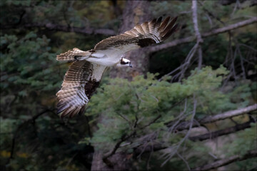 Colorado Osprey