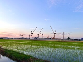 Construction tower cranes on a farm site. Yellow construction tower crane isolated on blue sky with white clouds background and front have farm rice. 