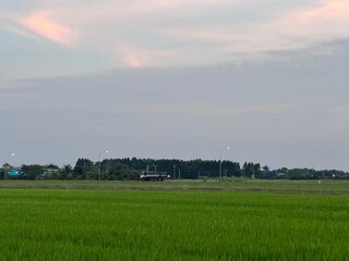 green rice plant in a paddy field, Green rice fields in Thailand. This is a very typical and beautiful view. This is a rice field located in the city of Phathumtani, Thailand