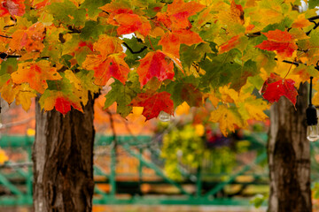 autumn leaves on a tree