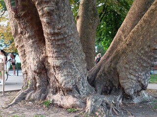 6 plane trees in one