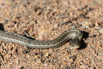 Bull Snake