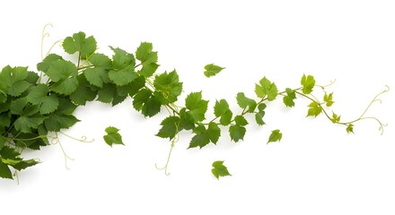 Naklejka premium Green vine with leaves isolated on white background, representing nature and growth