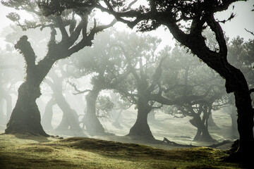 fanal laurel forest in madeira with majestic ancient trees