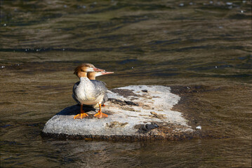 Merganser Ducks
