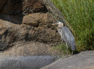 Great Blue Heron