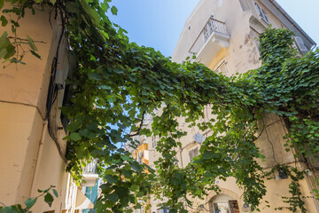 A picturesque, narrow alleyway in the historic old town of Corfu, Greece, is shaded by a lush green canopy of vines hanging over the cobblestone street on a sunny day.