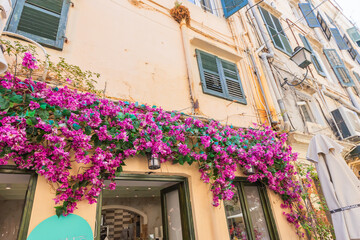 Traditional cafe entrance decorated with vibrant bougainvillea flowers in corfu.
