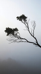 Lone Tree Silhouette Against Hazy Misty Morning Sky Serene Nature Landscape