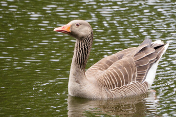 Fototapeta premium Greylag Goose on water