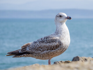 Juvenile Herring Gull on a wall
