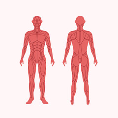 Male body in flat design muscular anatomy. Front and back view for illustration and health.