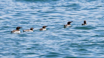 Razorbills on the sea