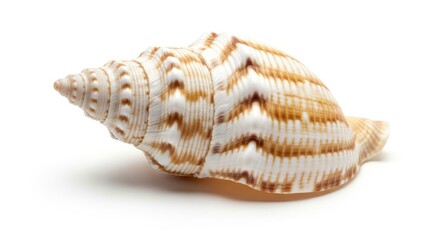 Obraz premium A detailed close-up of a spiral seashell with intricate patterns and warm tones against a bright white background.