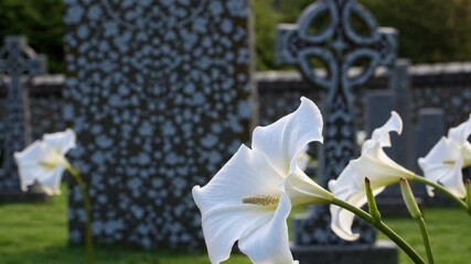 White Carla Zantedeschia Arum Lilies in Graveyard with Celtic Crosses