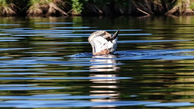 American Wigeon duck species graphed on Cheney Lake in Anchorage, Alaska displaying its distinctive plumage pattern
