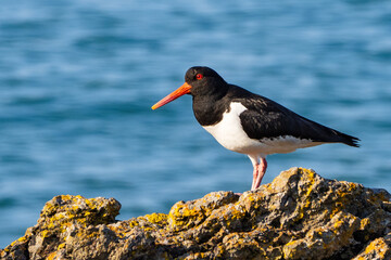 Oystercatcher on rocks