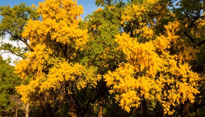 Naklejka premium Autumn splendor canopy golden trees vibrant fall foliage lush forest scenic autumn day