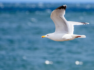 Seagull in Summer