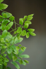 Fresh Green Leaves on a Vine