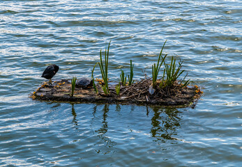 A view towards a tortoise on a floating platform on Stowe pool in Lichfield, UK in summertime