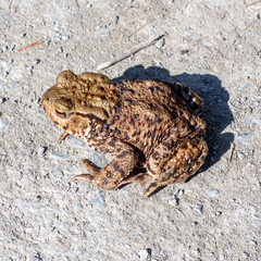 Toad on a path