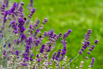 Fototapeta premium Close-up of lavender flowers with bumblebees pollinating fragrant purple spikes in sunlight. Natural summer background with green meadow. Budapest, Hungary.