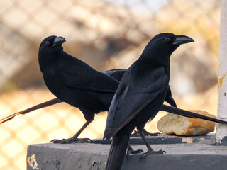 Three Piapiac on a Picnic Table