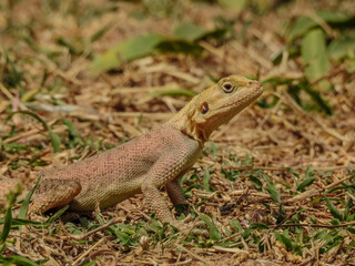 Agama Lizard in Gambia