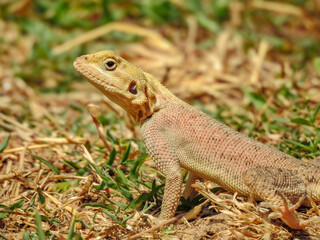 Agama in Gambia