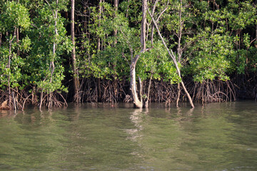 Obraz premium Dense mangrove forests along the waters of the bay