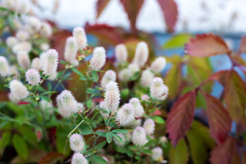 Delicate White Flowering Plants with Colorful Leaves