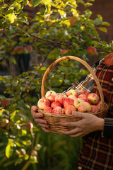 gardener picking apples from tree, autumn apple harvest, red ripe apples