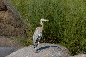 Great Blue Heron
