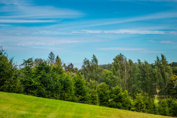 Lush green hillside with dense conifer and birch trees under a bright blue sky with soft clouds on a sunny day.